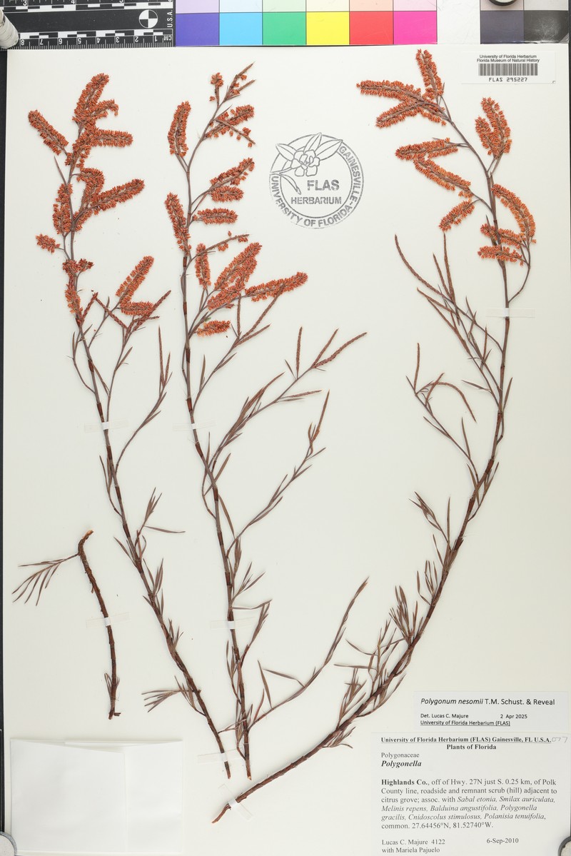 Largeflower Jointweed