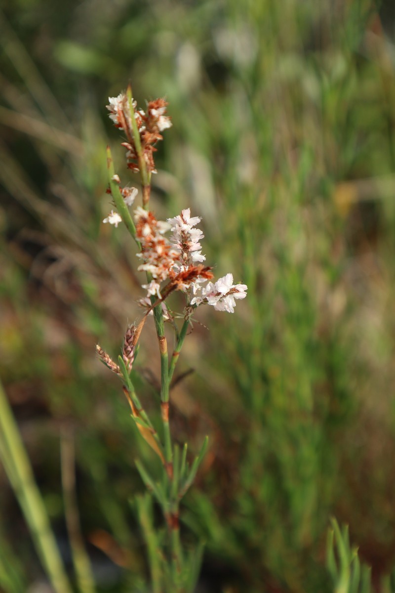 Largeflower Jointweed photo 2