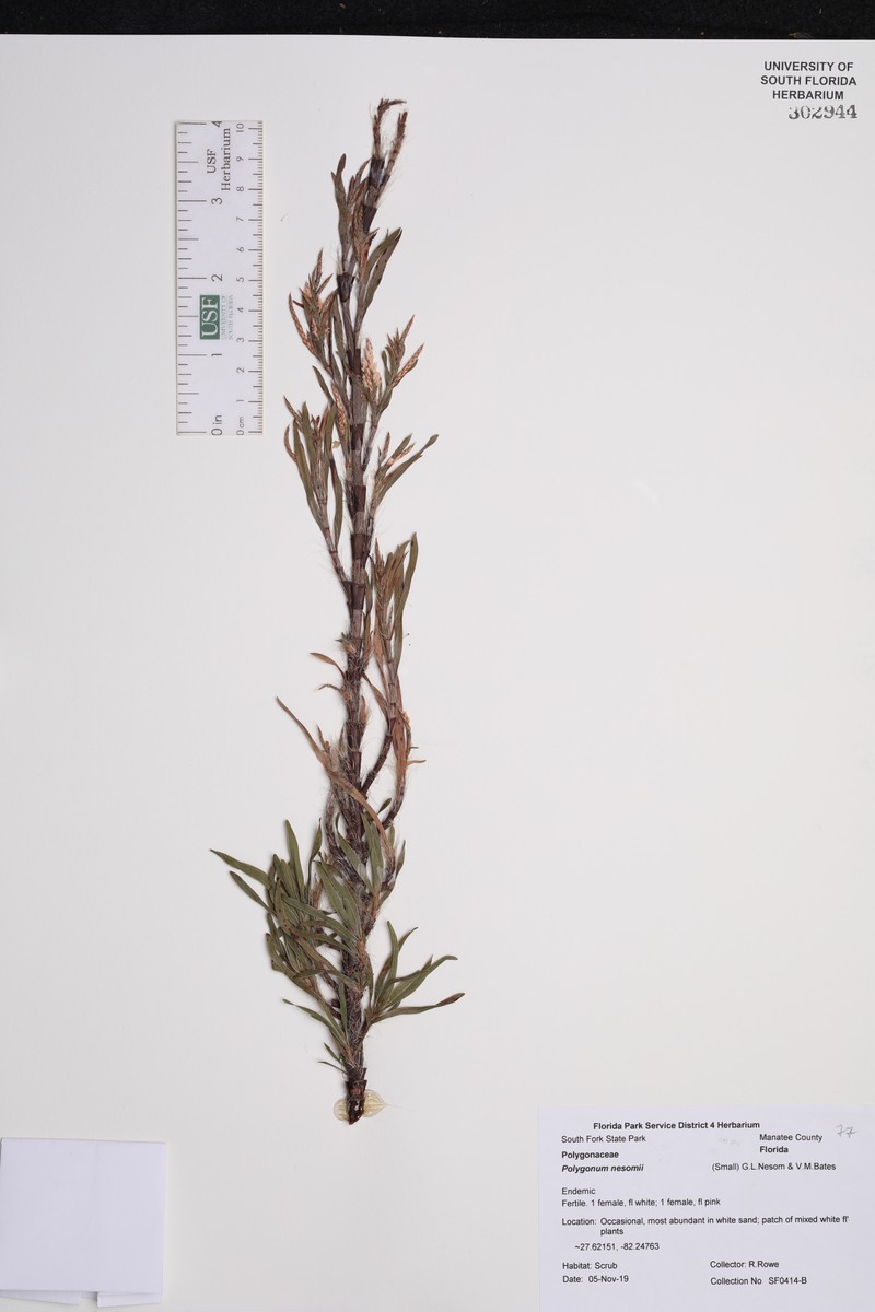 Largeflower Jointweed photo 3