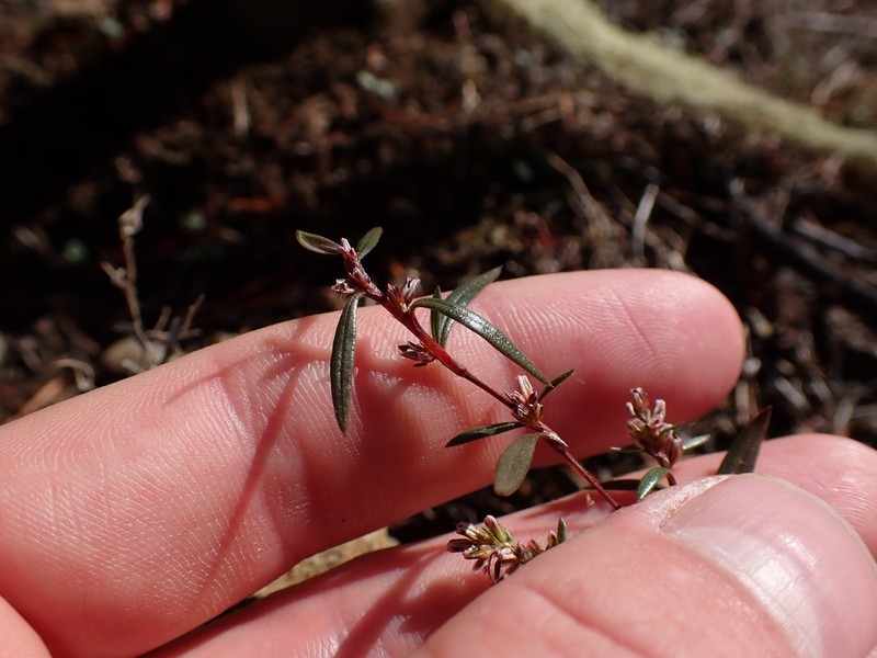 Polygonum nuttallii