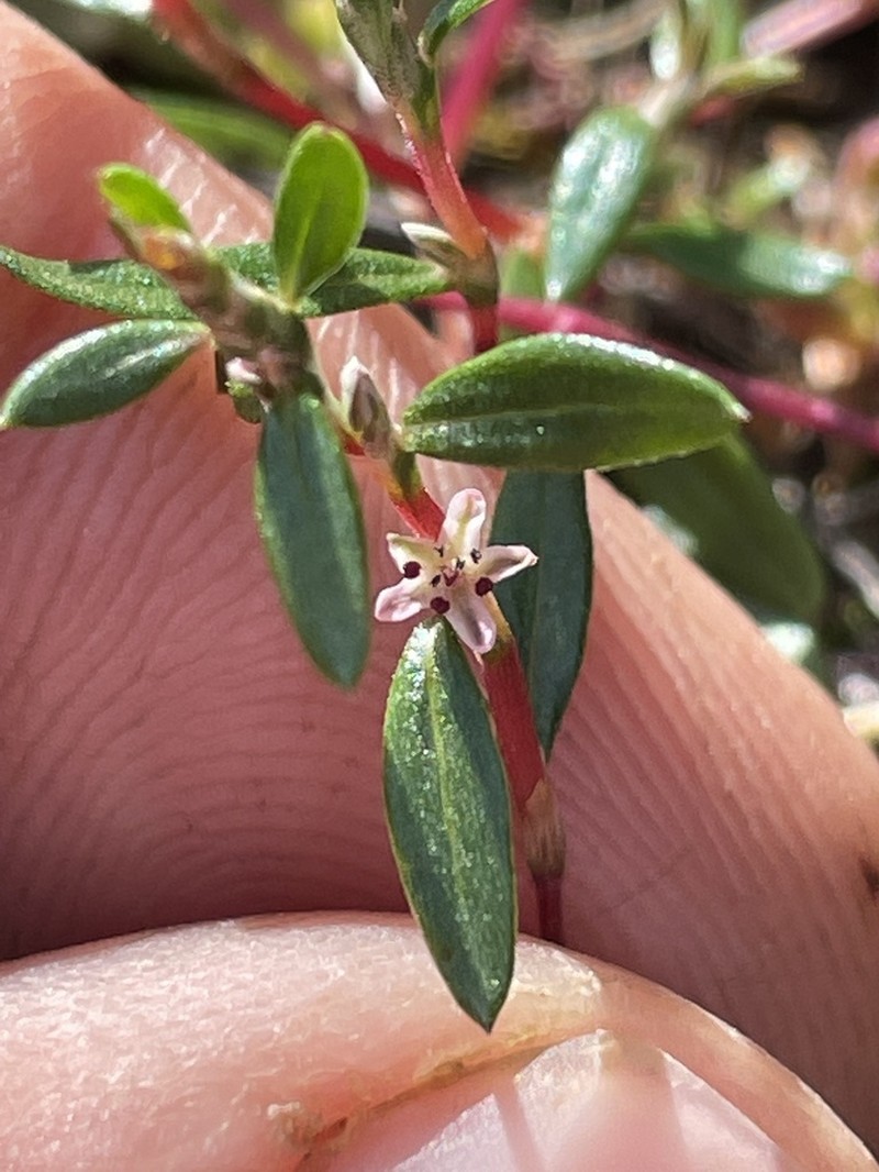 Polygonum nuttallii photo 2