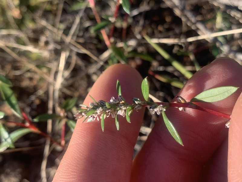 Polygonum nuttallii photo 3