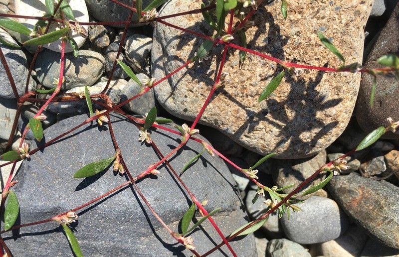 Polygonum nuttallii photo 4