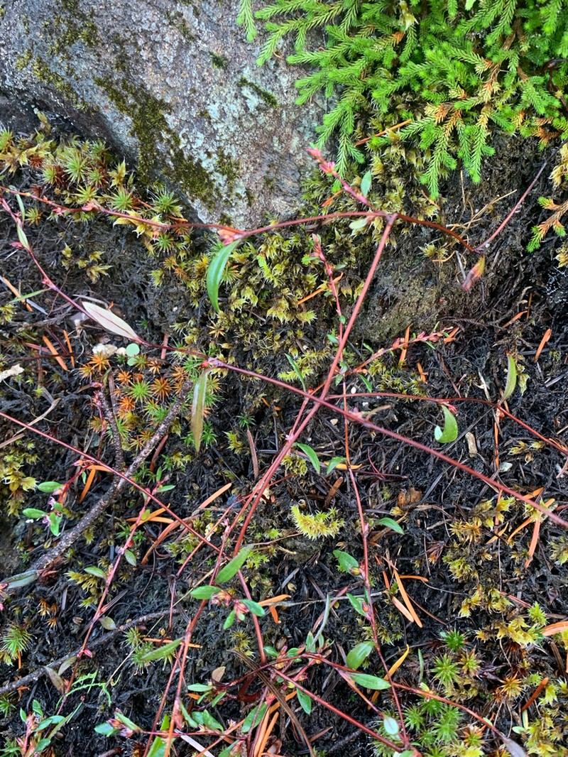Polygonum nuttallii photo 5