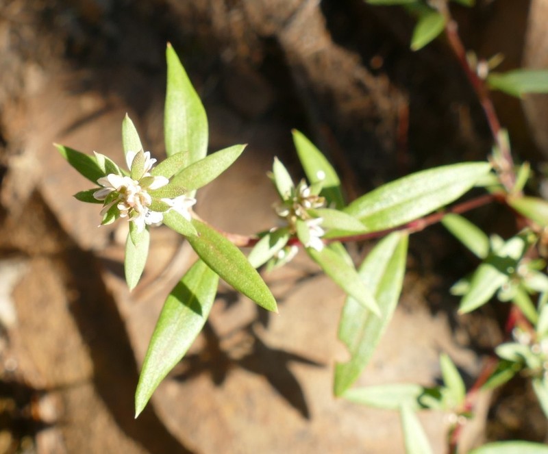 Polygonum nuttallii photo 6