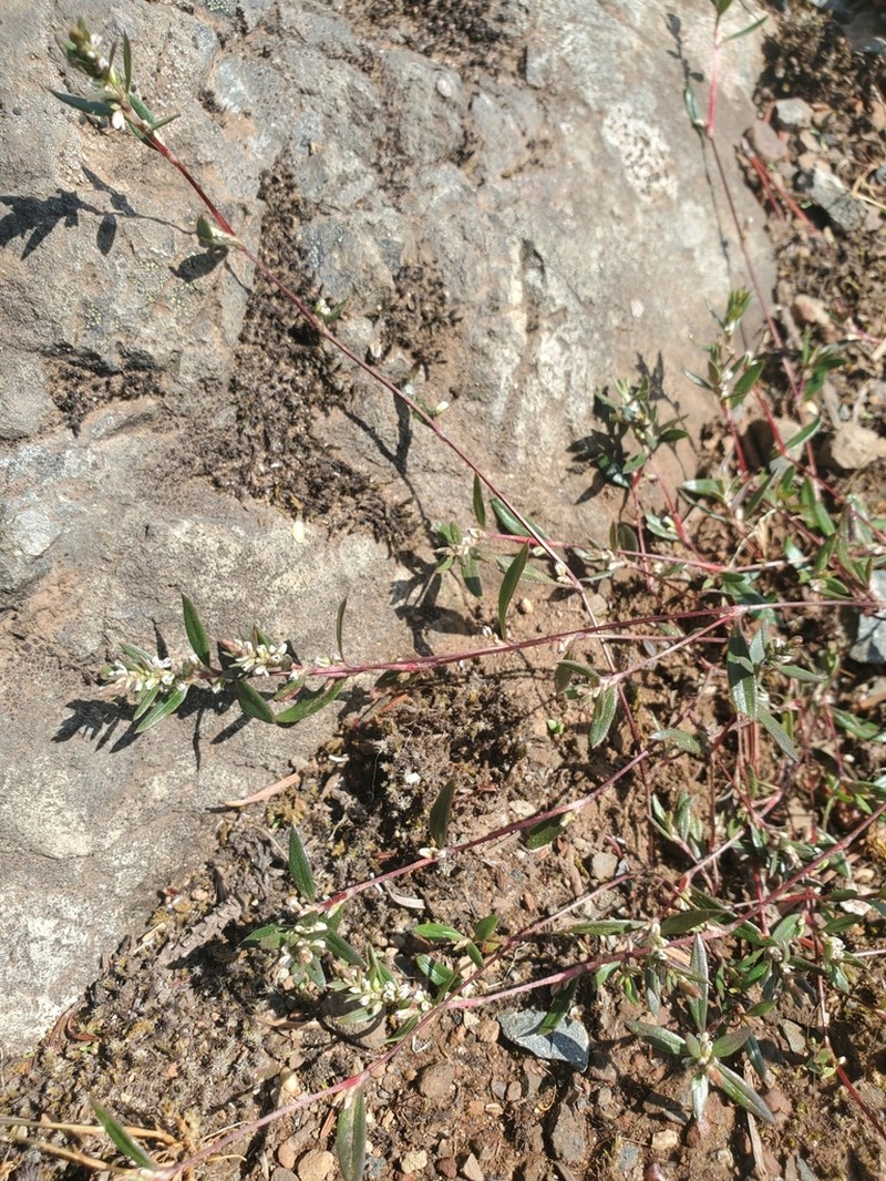 Polygonum nuttallii photo 7