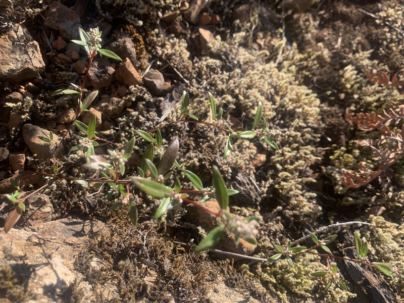 Polygonum nuttallii photo 8