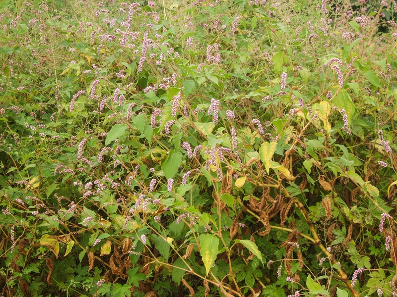 Kiss Me Over The Garden Gate
