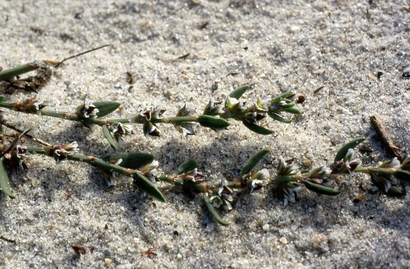 Knotweed photo 7