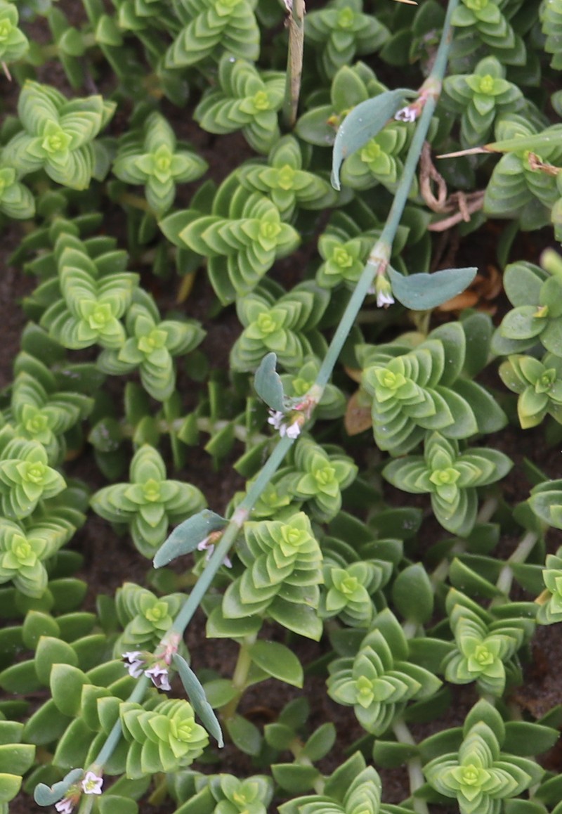 Knotweed photo 4