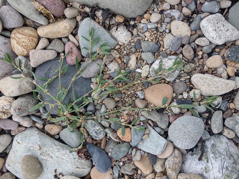 Knotweed photo 5
