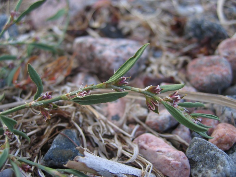 Knotweed photo 6