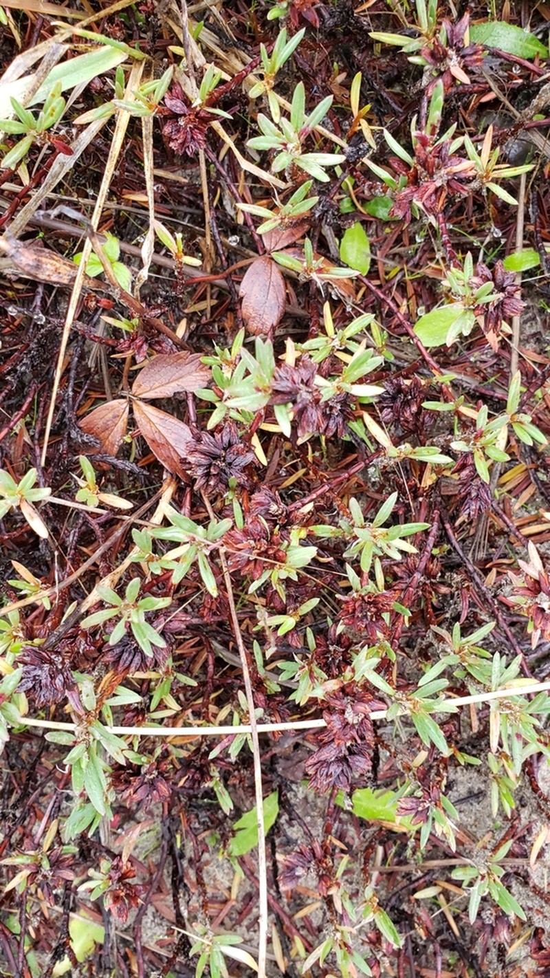 Beach Knotweed photo 2