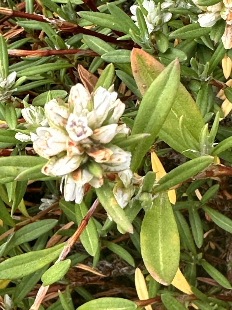 Beach Knotweed photo 3
