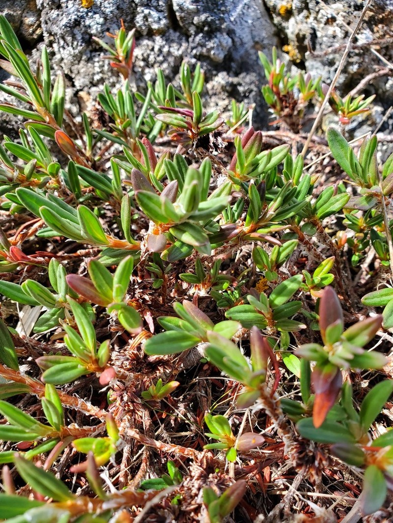 Beach Knotweed photo 4