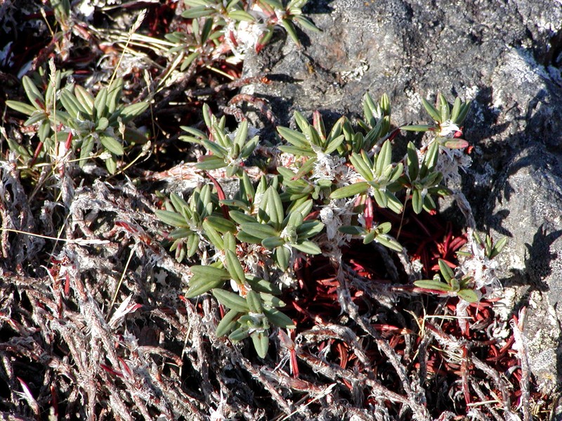 Beach Knotweed photo 5