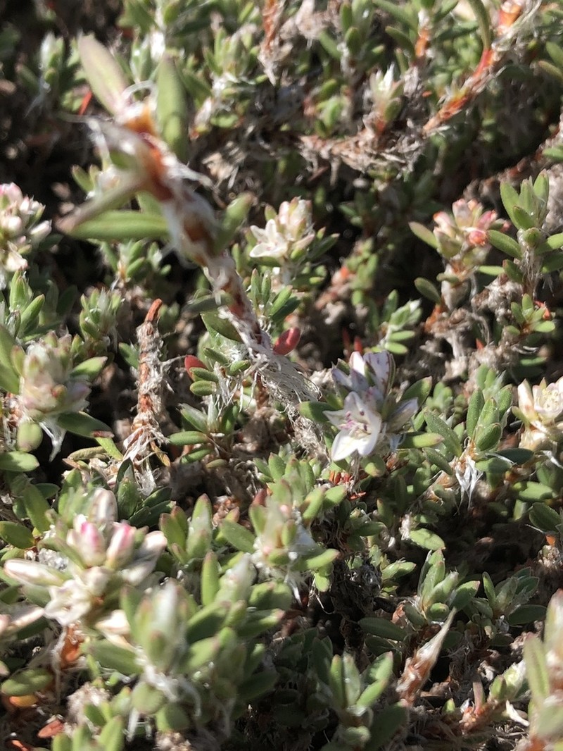 Beach Knotweed photo 7