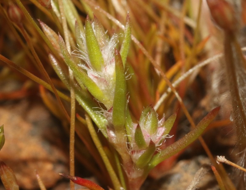 Parry's Knotweed photo 8