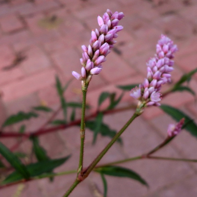 Pennsylvania Smartweed photo 2