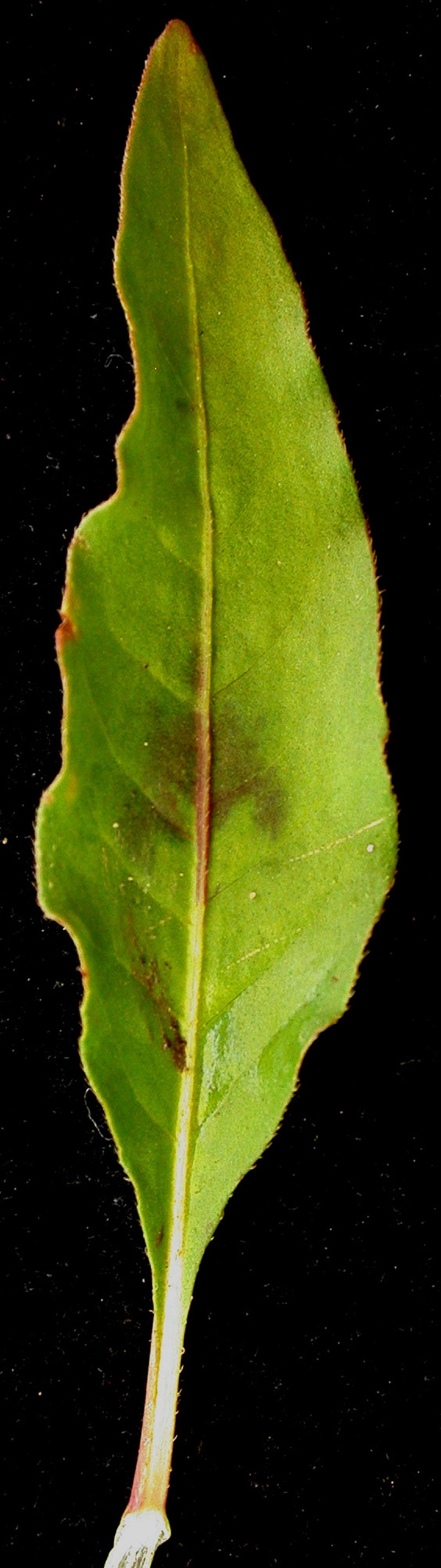 Pennsylvania Smartweed photo 3