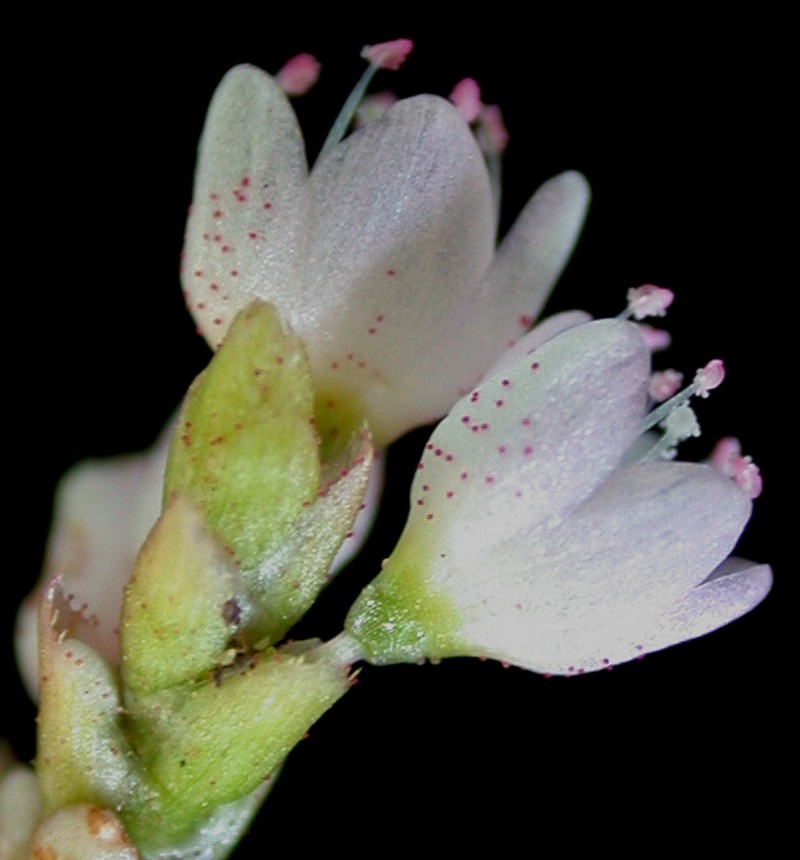 Pennsylvania Smartweed photo 4