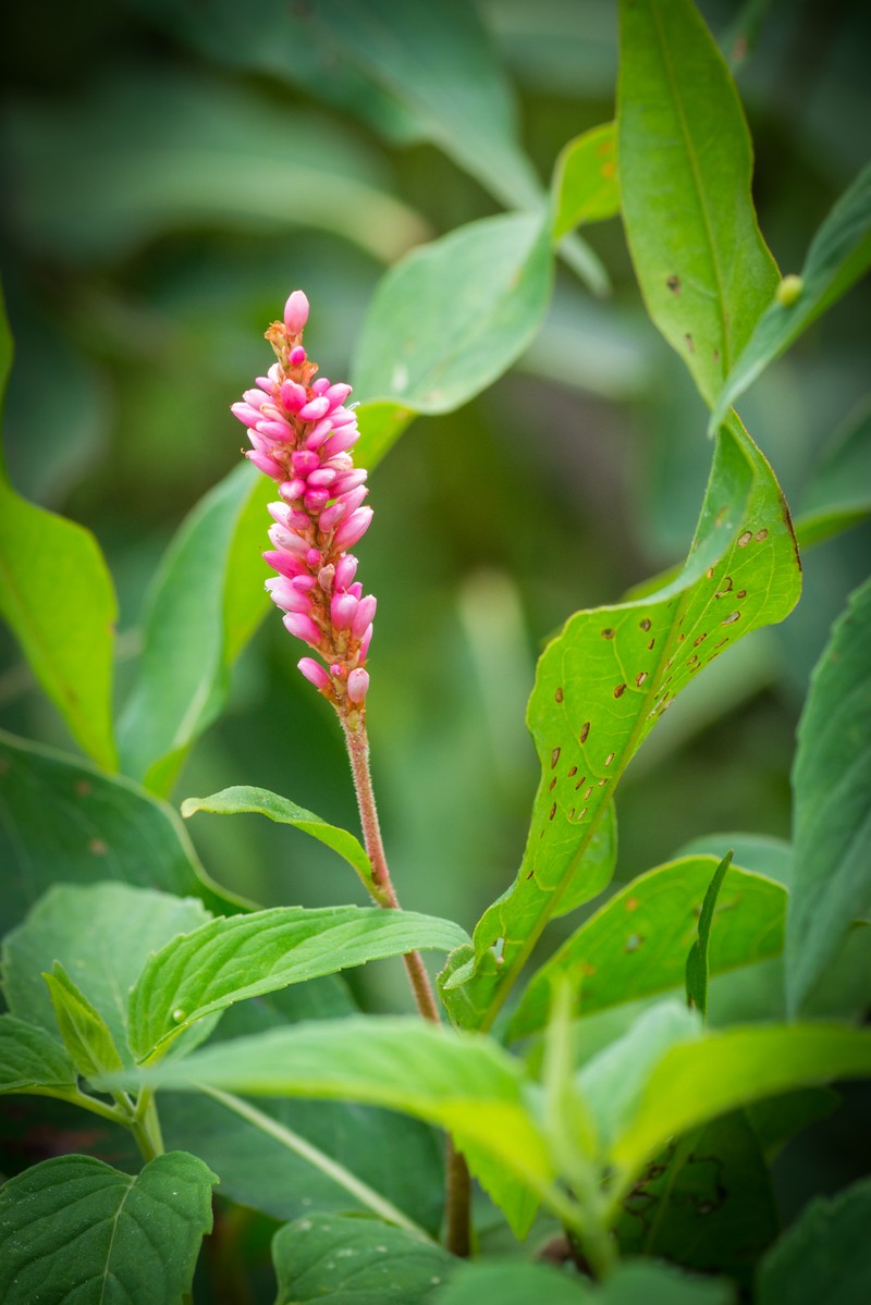 Pennsylvania Smartweed photo 5