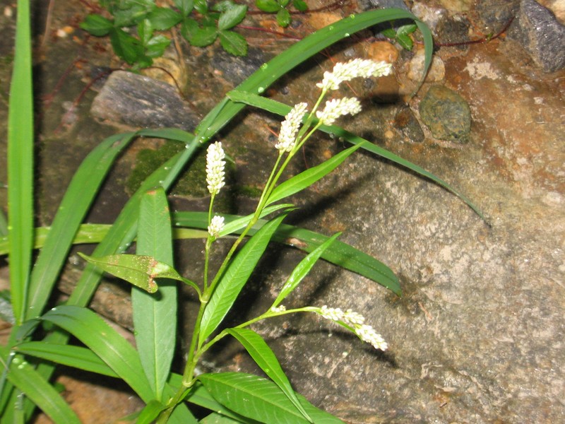 Pennsylvania Smartweed photo 6