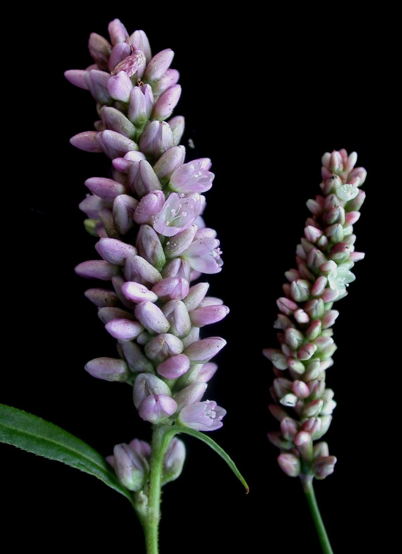 Pennsylvania Smartweed photo 7