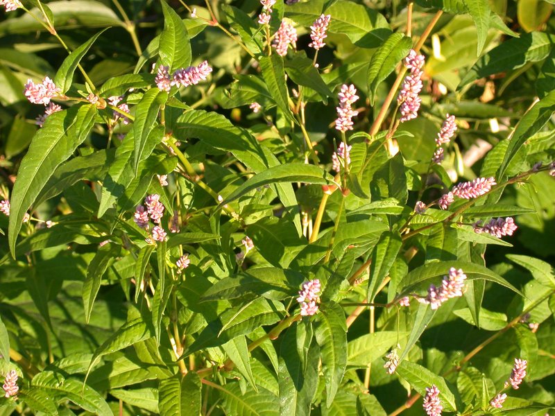 Pennsylvania Smartweed photo 8