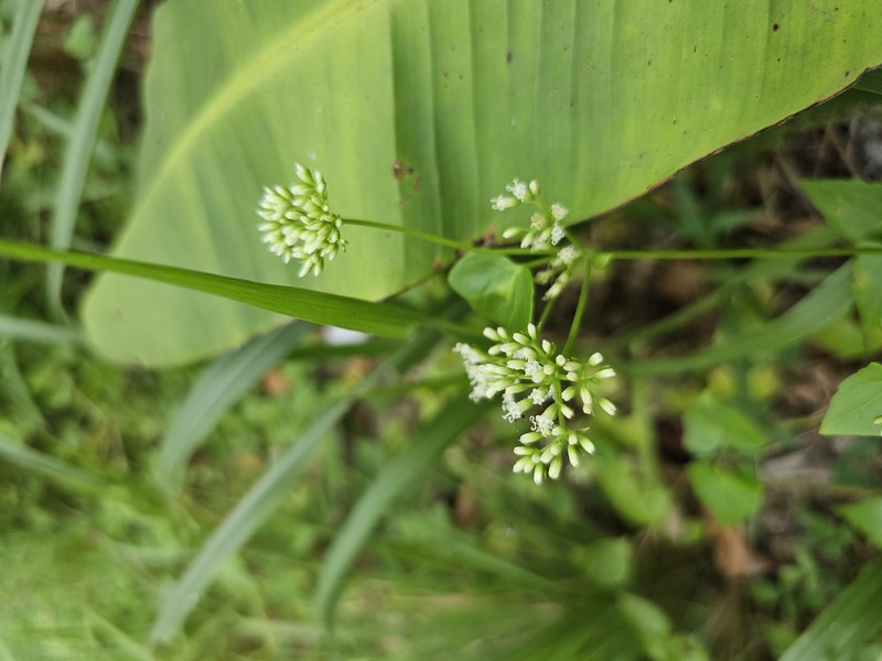 Asiatic Tearthumb photo 2