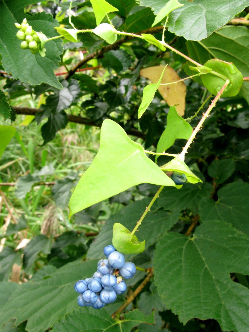 Asiatic Tearthumb photo 4
