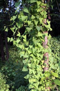 Asiatic Tearthumb