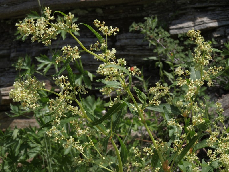 Poke Knotweed photo 2