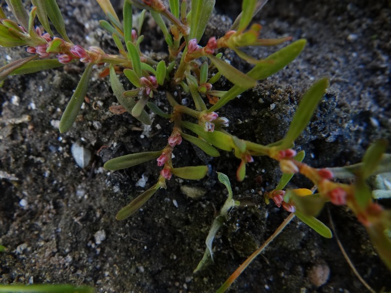 Common Knotweed photo 6