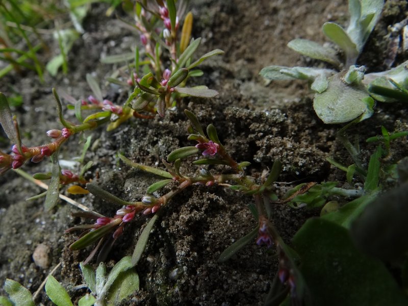 Common Knotweed photo 7
