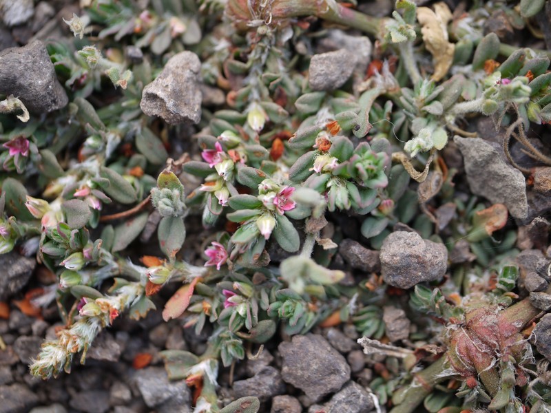 Common Knotweed photo 2