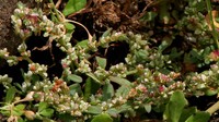 Common Knotweed
