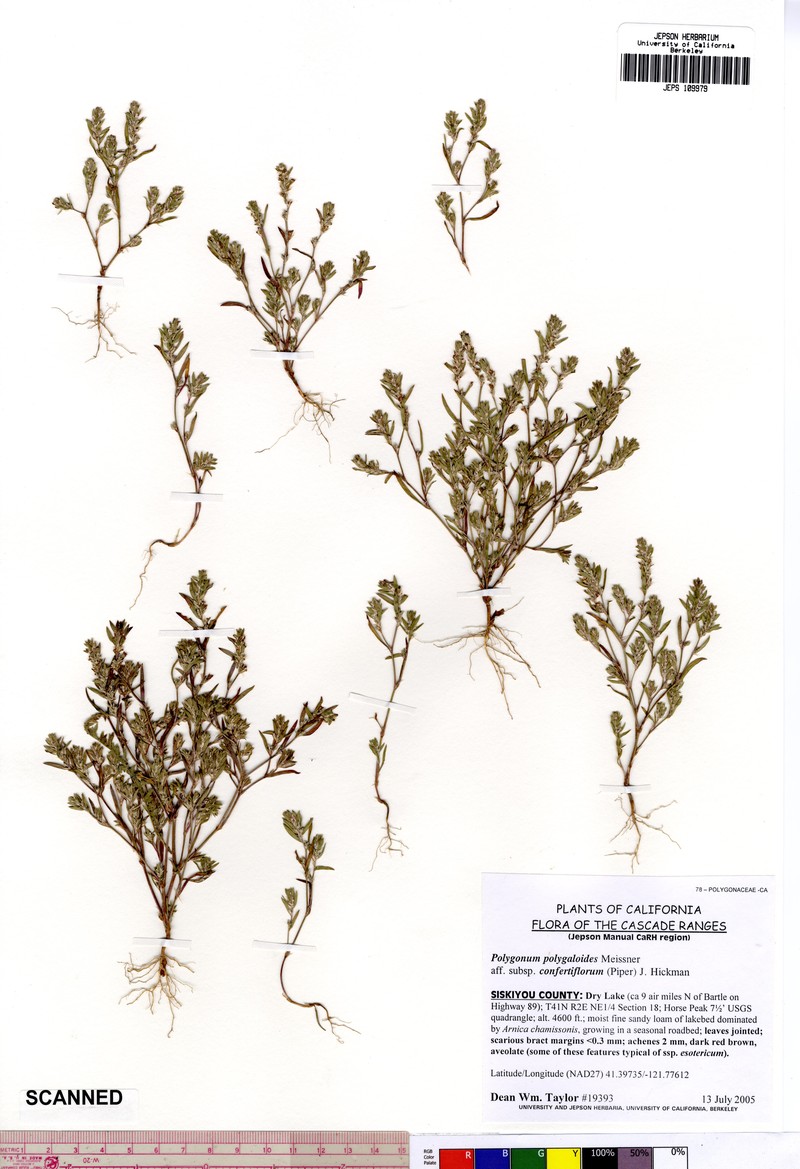 Milkwort Knotweed