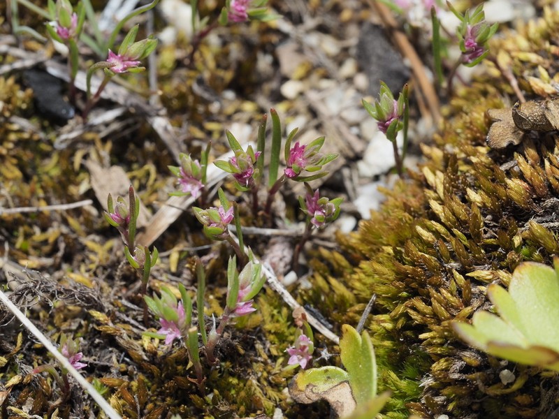 Milkwort Knotweed photo 2