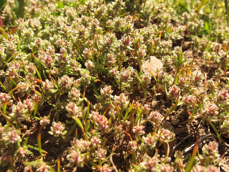Milkwort Knotweed photo 3