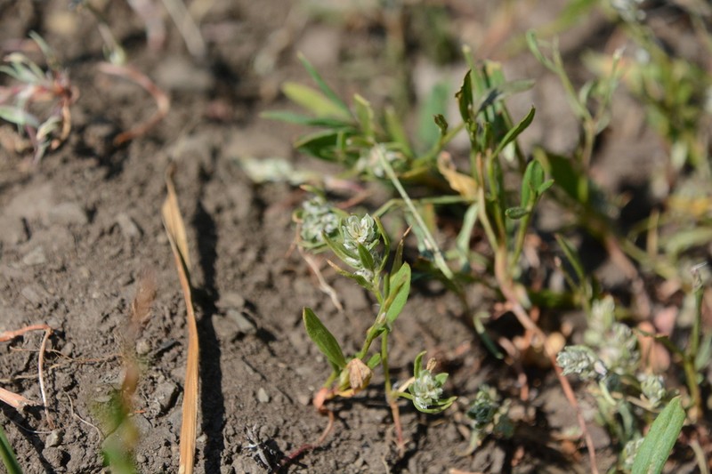 Milkwort Knotweed photo 6