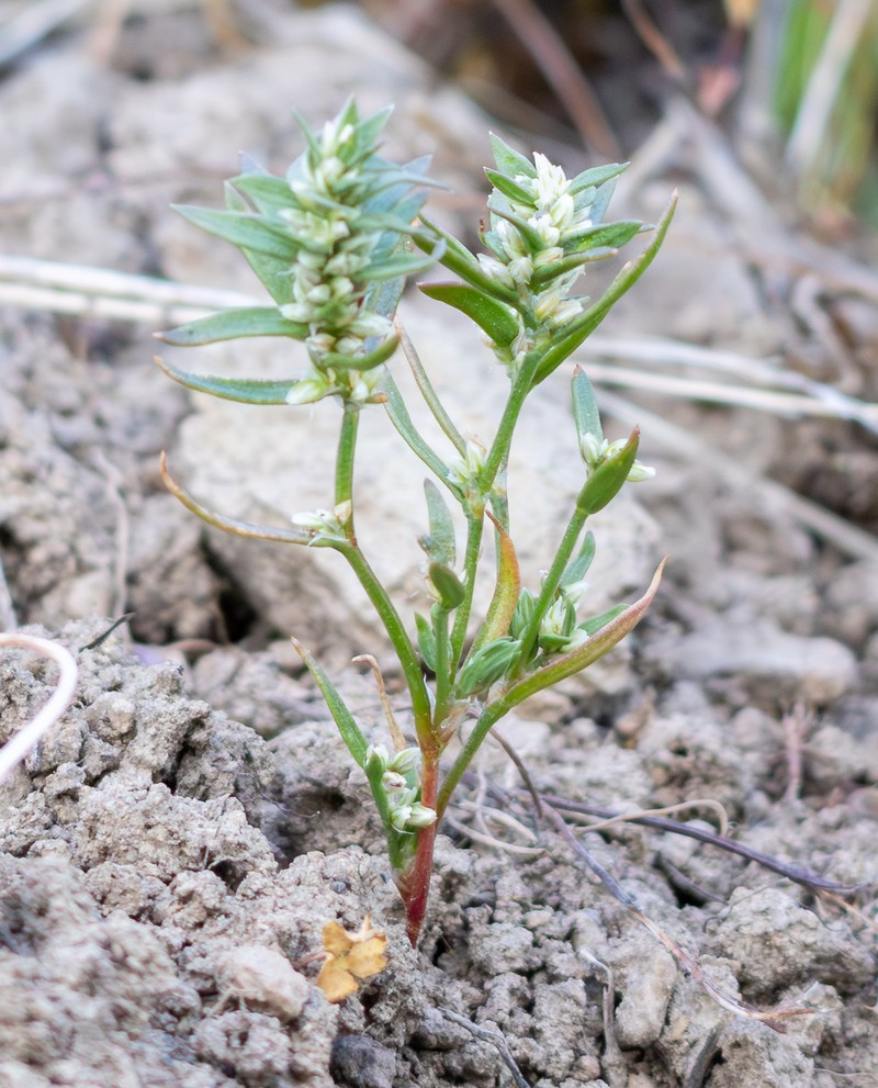 Polygonum polygaloides subsp. confertiflorum