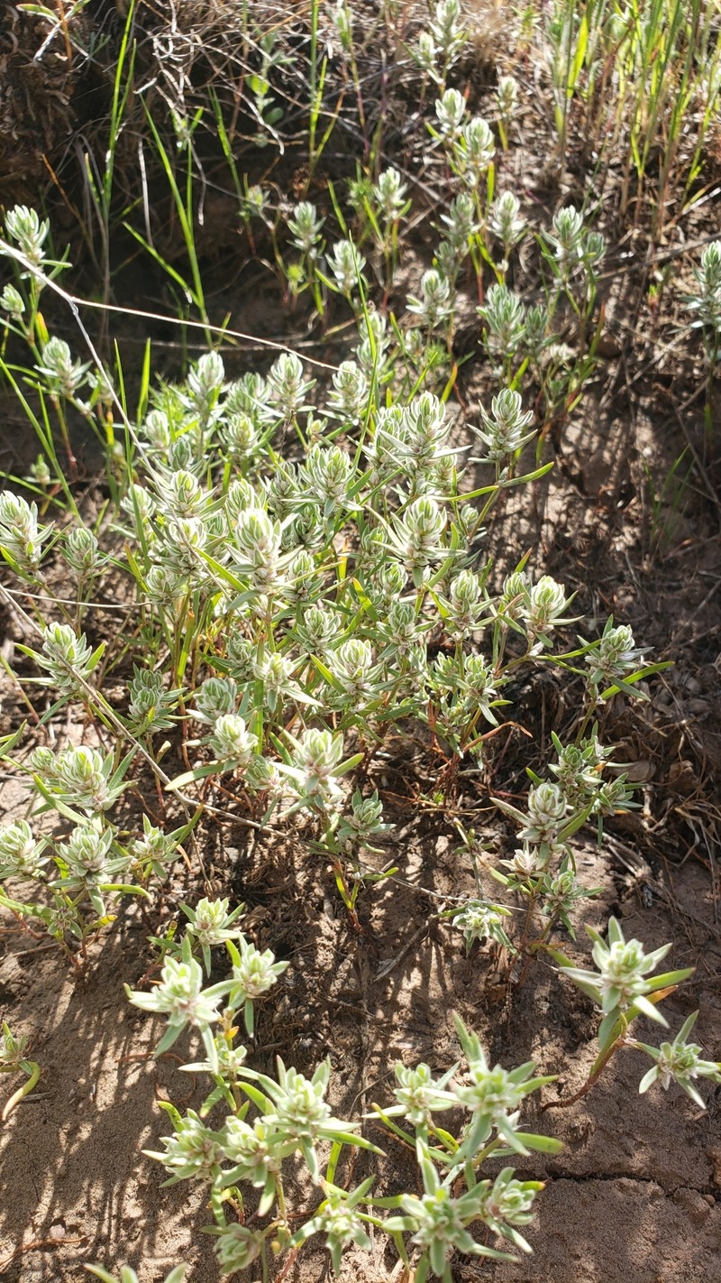 Polygonum polygaloides subsp. confertiflorum photo 3