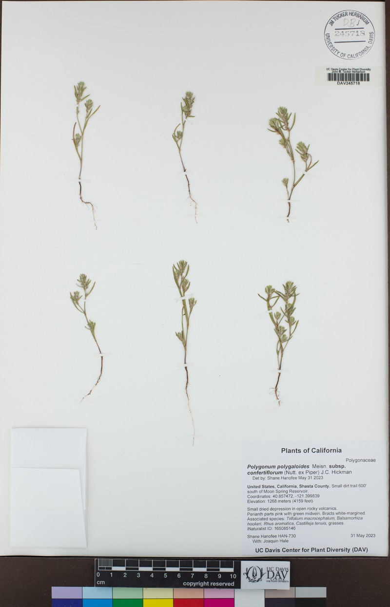 Polygonum polygaloides subsp. confertiflorum photo 4