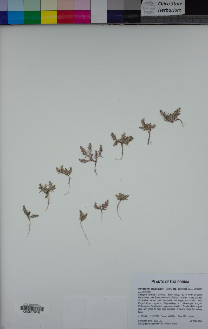 Polygonum polygaloides subsp. esotericum