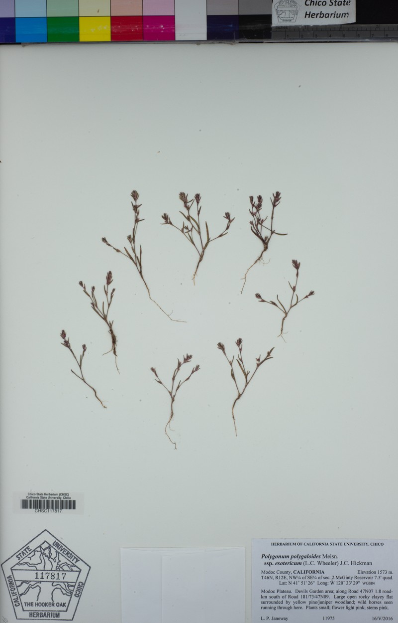 Polygonum polygaloides subsp. esotericum photo 2