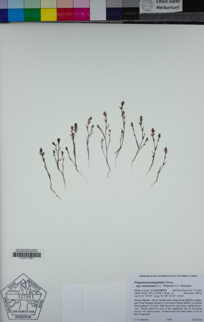 Polygonum polygaloides subsp. esotericum photo 3