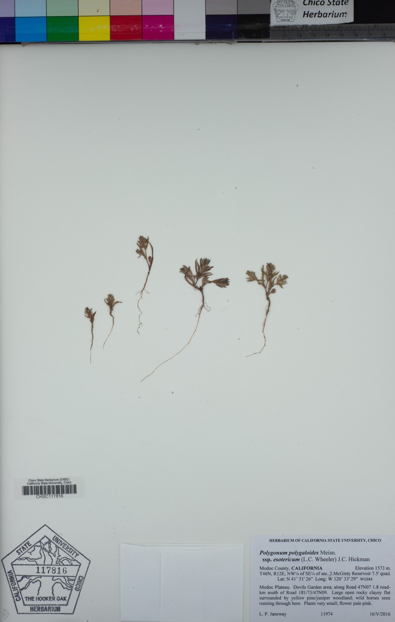 Polygonum polygaloides subsp. esotericum photo 4