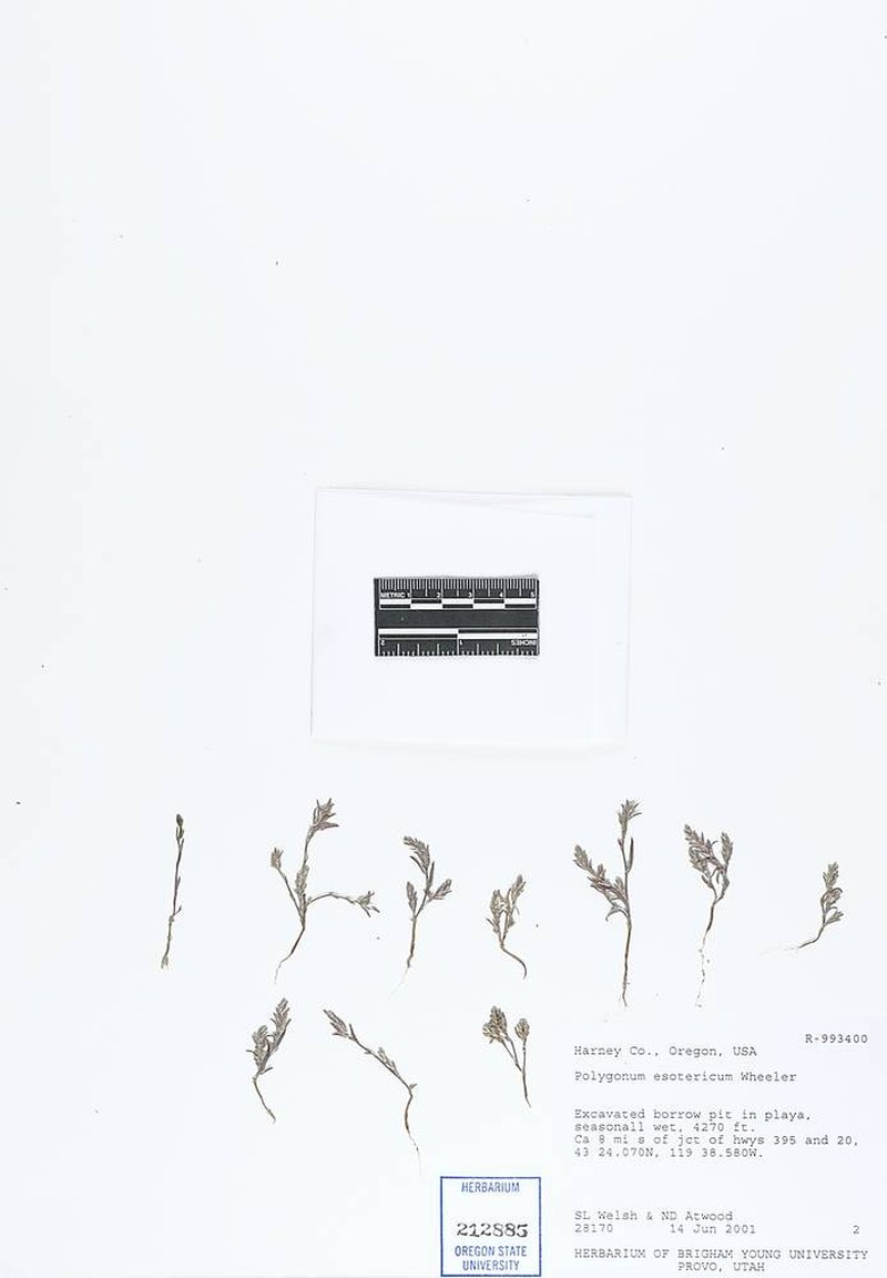 Polygonum polygaloides subsp. esotericum photo 5
