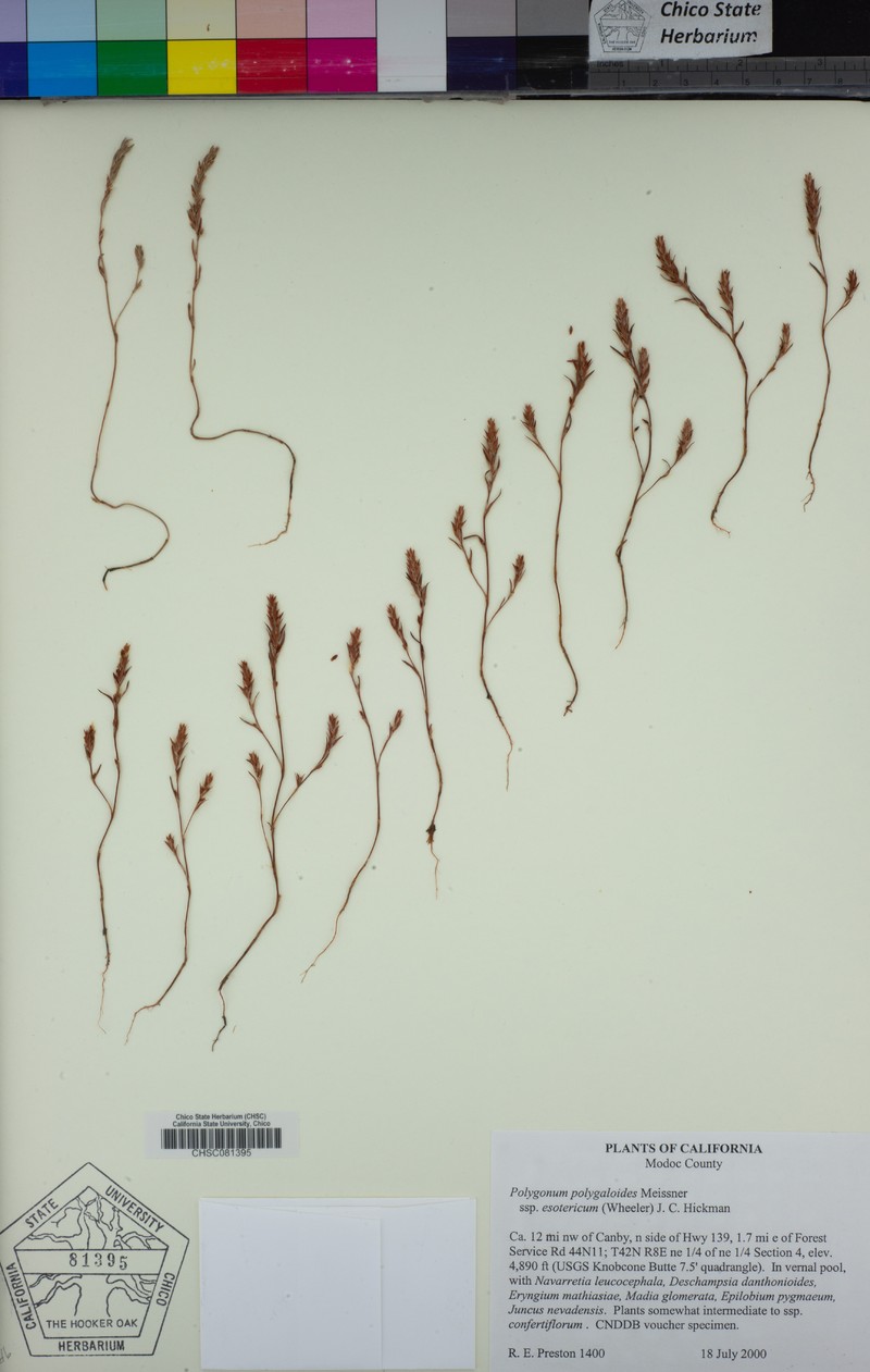 Polygonum polygaloides subsp. esotericum photo 6